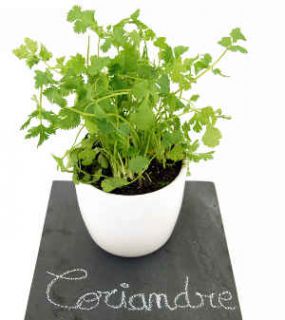 coriandre coriandre