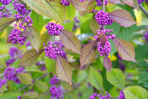 callicarpa callicarpa