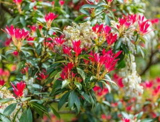 pieris-japonica andromede du japon - pieris japonica
