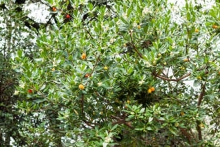 arbutus arbutus unedo