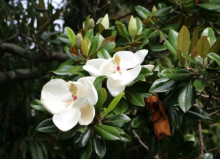 magnolia-grandiflora magnolia-grandiflora