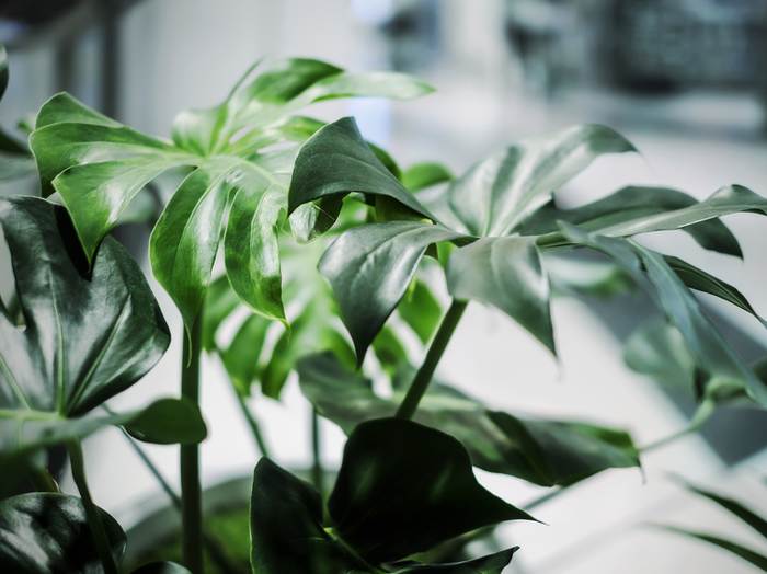 Philodendron vert en pot dans un salon lumineux