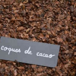 coques-cacao-paillage coques cacao paillage