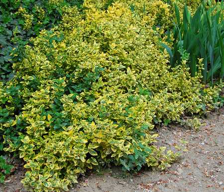 Fusain en automne