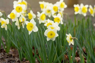 narcisse narcisse