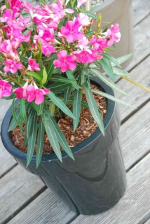 paillage-plante-en-pot paillage maison pour plantes en pot