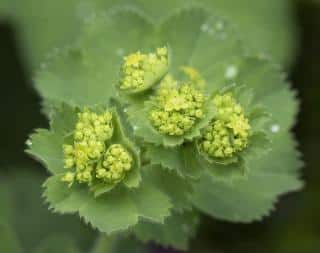 alchemille Cultiver l'alchémille pour ses vertus