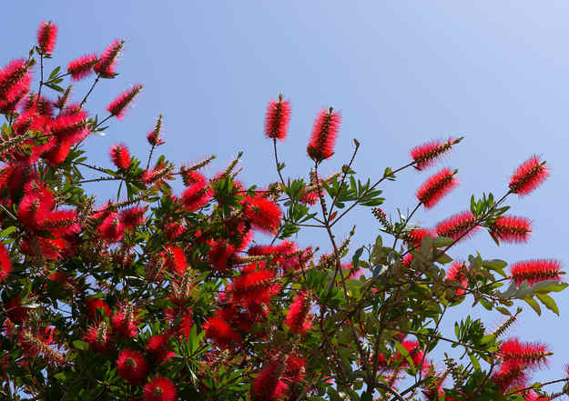 callistemon Callistemon plantation