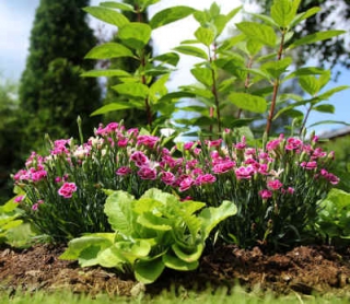 plantes-tendnace plantes tendance