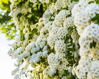 spiree-Spiraea spiree-Spiraea