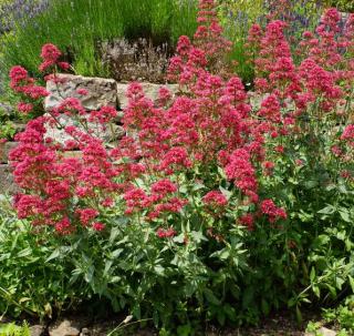 Centranthus-ruber Centranthus ruber - lilas d'Espagne