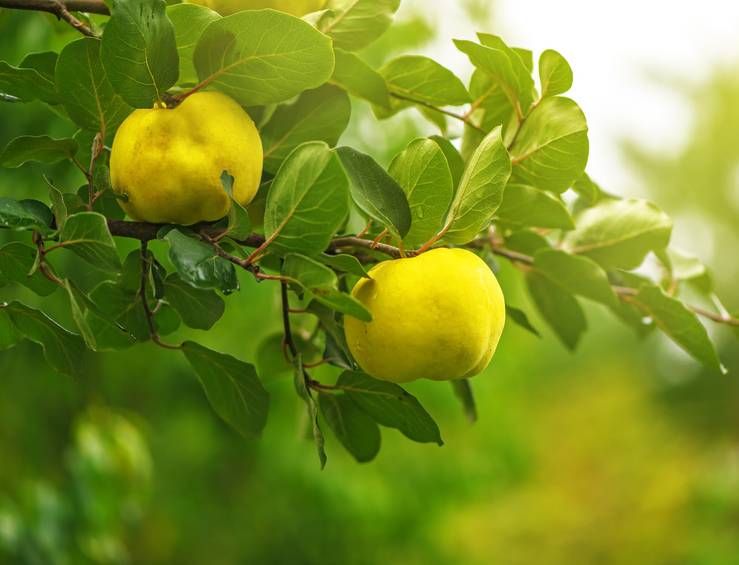 coing-cognassier- - Cognassier : l’arbre aux coings