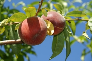 peche-nectarine-1-1 peche-nectarine-1-1