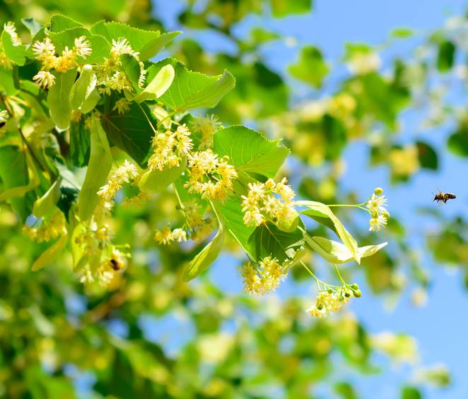 tilleul- Fleurs de tilleul à récolter