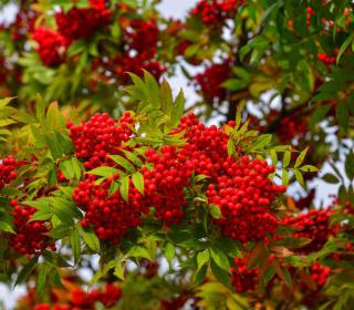 nandina-domestica nandina domestica -bambou sacre