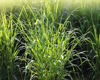 panicum panicum virgatum
