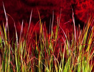 panicum-virgatum panicum virgatum