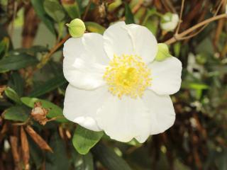 Carpenteria-Californica Carpenteria Californica