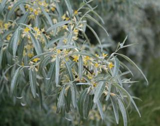 Elaeagnus-angustifolia Elaeagnus angustifolia