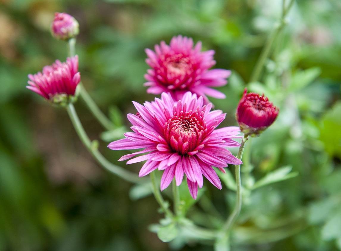 Marguerite d'automne : un festival de couleurs