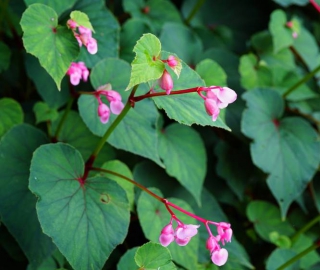 begonia-grandis begonia grandis