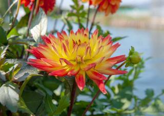 bulbe-ete fleur a bulbe