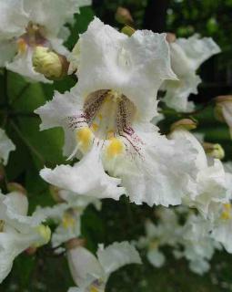 feuille-de-catalpa feuille de catalpa en fleur