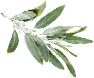feuille-elaeagnus-angustifolia feuille elaeagnus angustifolia