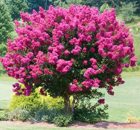 Lilas des Indes en fleurs