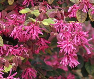 loropetalum-chinense loropetalum-chinense - 12 arbustes à fleurs à croissance rapide pour le jardin