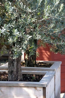 plante-anti-secheresse plante-anti-secheresse