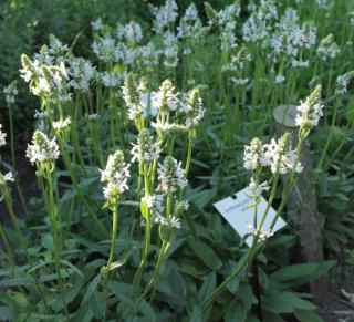 stachys stachys
