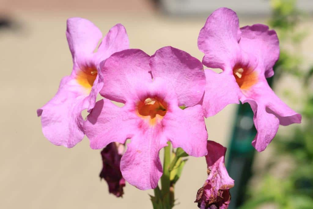 Incarvillea - incarvillée