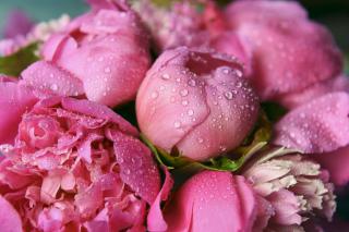 plantation-pivoine plantation pivoine floraison