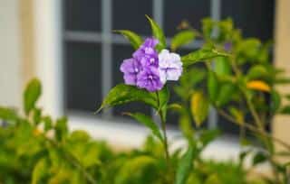 brunfelsia-pauciflora-entretien brunfelsia pauciflora entretien