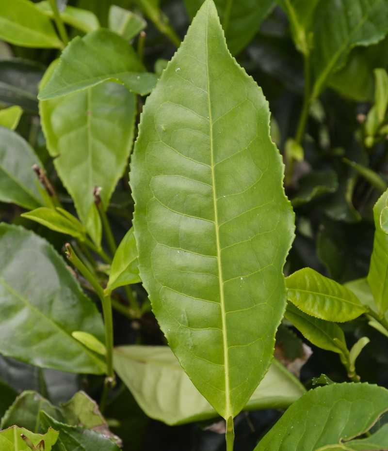 Feuilles de théier