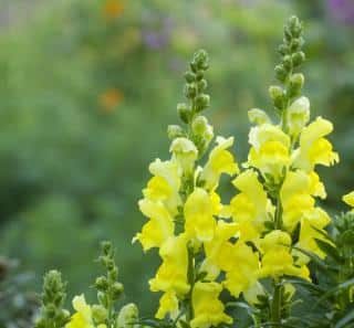 muflier jaune muflier jaune