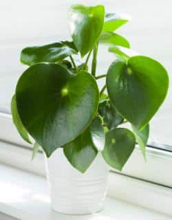 peperomia peperomia entretien arrosage