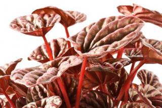 peperomia-rouge peperomia rouge