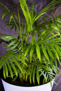 Chrysalidocarpus-arrosage Chrysalidocarpus arrosage