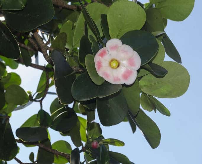 Clusia rosea (clusier) en intérieur