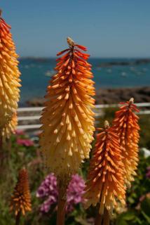 Kniphofia plante Kniphofia plante