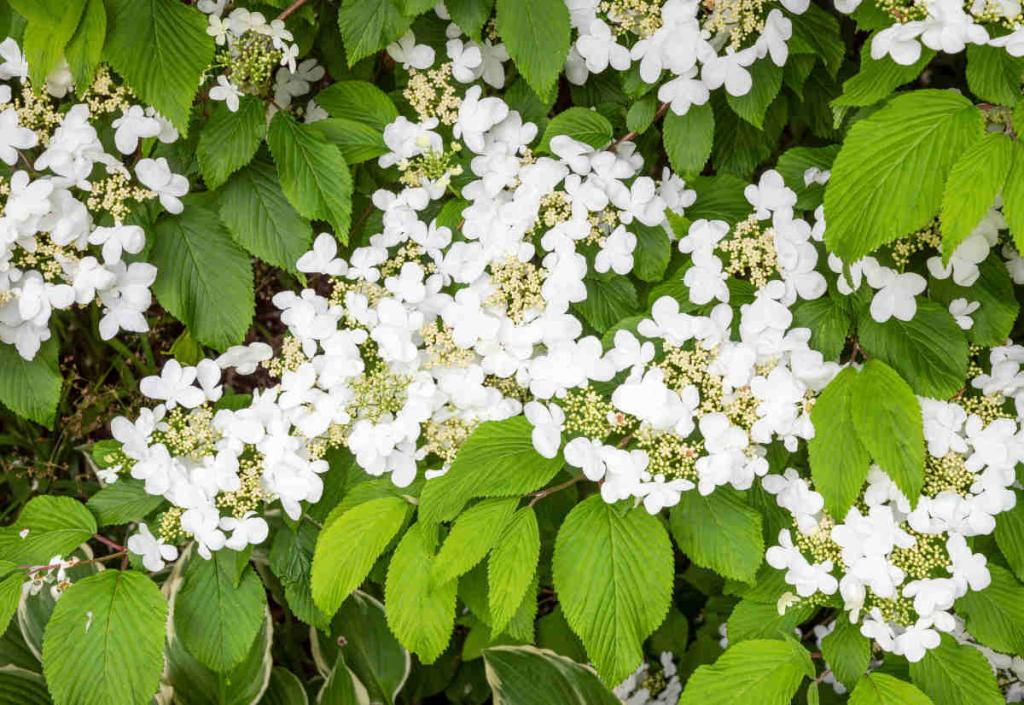 Viburnum-plicatum-mariesii-Viorne-de-Chine - Viburnum plicatum mariesii, la viorne de Chine