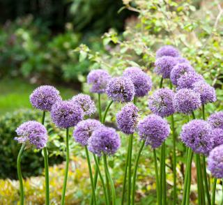 allium-ail-ornement ail ornement