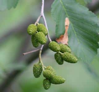 aulne-fruit aulne fruit