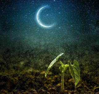 lune-jardin lune jardin