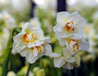 narcisse-jonquille-double narcisse double - jonquille double