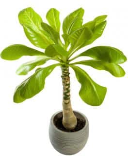 palmier-hawaien-brighamia-insignis palmier hawaien - brighamia insignis