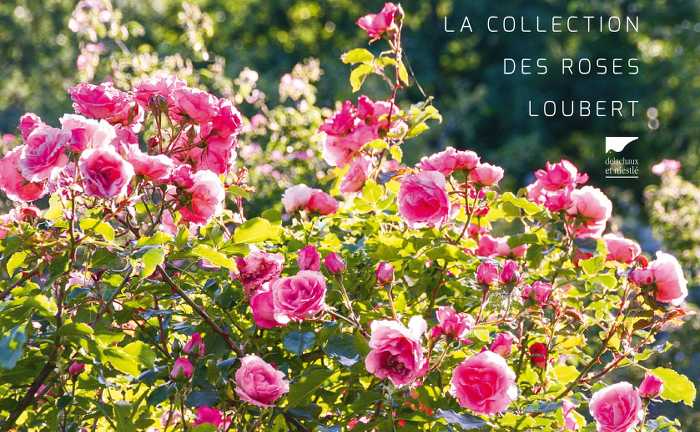 rosier-tendance