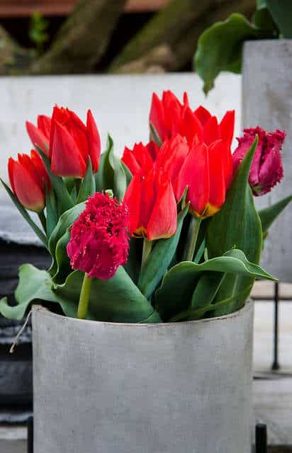 tulipe-en-interieur bouquet tulipe vase interieur